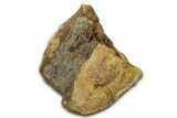 Hadrosaur Partial Caudal Vertebra with Ossified Tendon - Wyoming #370973-2